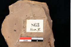 Foto (Detailsansicht) von Quercus palaeoilex Ettingshausen (NHMW-GEO-2024-0188-0863)